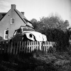 Sunny Beetle: Original 29x29 cm Photo Print (Matte)