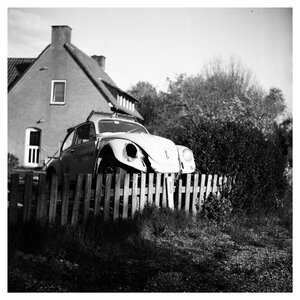 Sunny Beetle: Original 29x29 cm Photo Print (Matte)