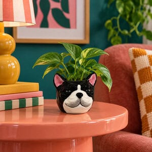 Bloempotje bulldog zwart-wit