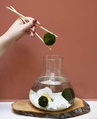 Marimo verzorging