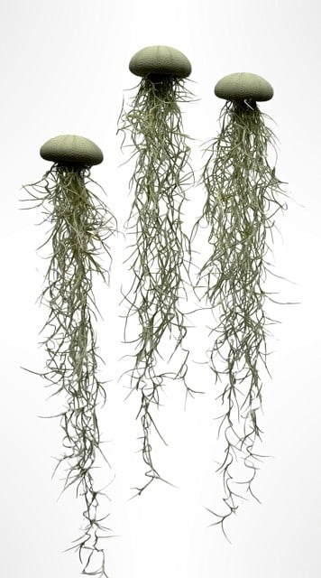 Set van drie Jellyfish luchtplantjes met Alfonso zee-egels en Spaans mos.