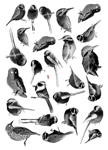 Cyanotype negatieven: ijsvogels en meer