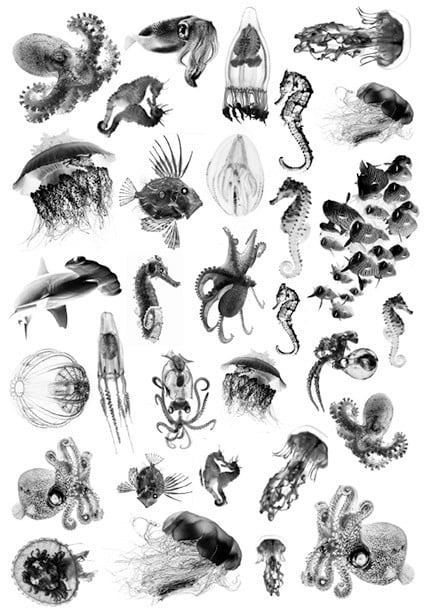 Cyanotype negatieven: zeeleven