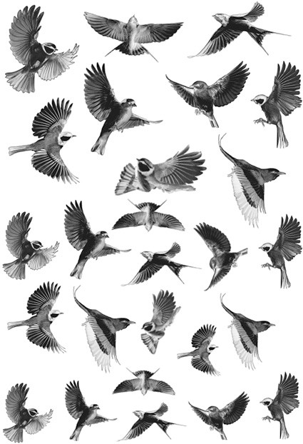 Cyanotype negatieven: vogels (vliegend) - 96401 Cyanotype negatieven: vogels (vliegend)