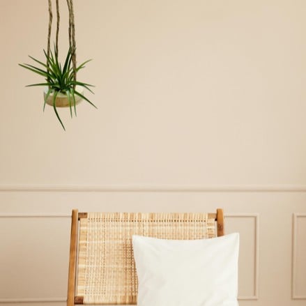 Houten hangertje met een Tillandsia Brachycaulos Abdita
