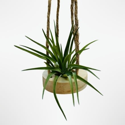 Houten hangertje met een Tillandsia Brachycaulos Abdita
