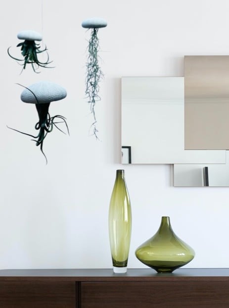 Set van drie Jellyfish luchtplantjes met Alfonso zee-egels verschillende Tillandsia's