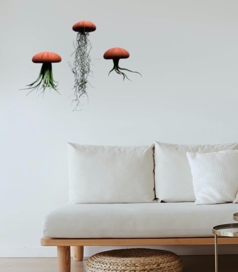 Set van drie Jellyfish luchtplantjes met Alfonso zee-egels verschillende Tillandsia's