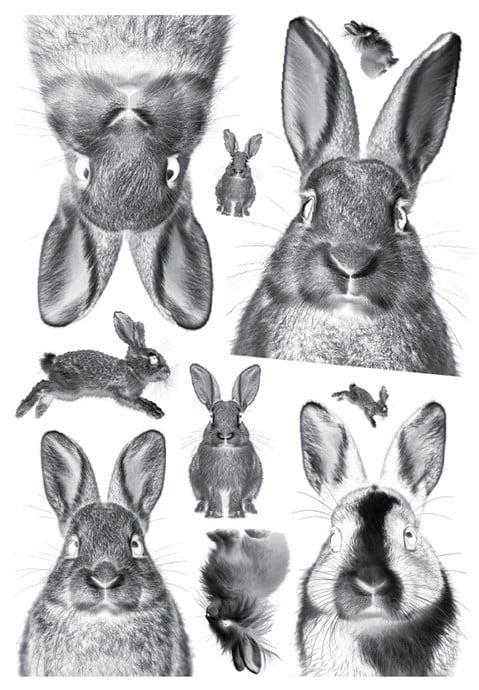 Cyanotype negatieven: Bunnies - 139403 Cyanotype negatieven: Bunnies