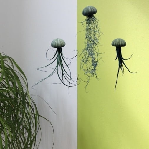 Drie mooie Jellyfish luchtplantjes met verschillende luchtplantjes.