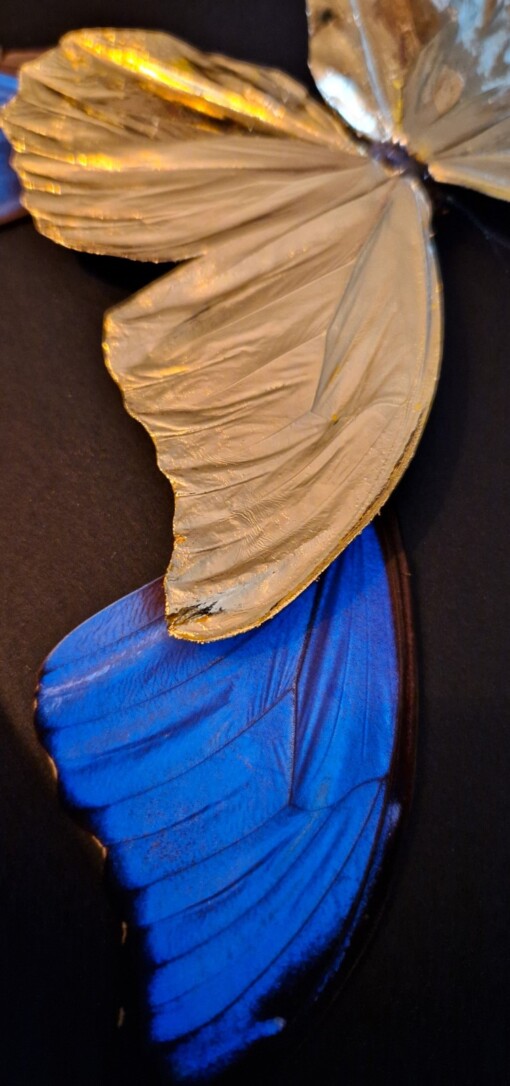 Echte morpho vlinders, opgezet en verguld met 23ct goud - taxidermie kunstwerk in lijst