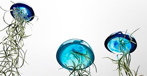 Set van drie mooi gekleurde Jellyfish luchtplantjes, gemaakt van Epoxy en Spaans mos