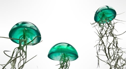 Set van drie mooi gekleurde Jellyfish luchtplantjes, gemaakt van Epoxy en Spaans mos