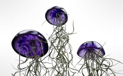 Set van drie mooi gekleurde Jellyfish luchtplantjes, gemaakt van Epoxy en Spaans mos
