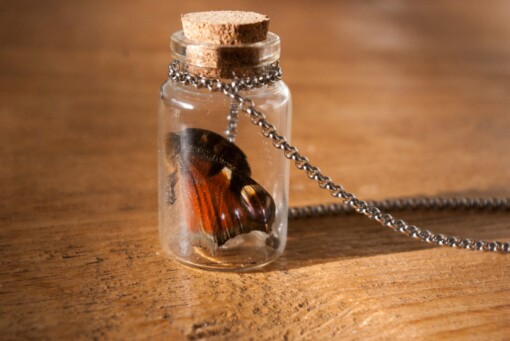 Echte vlinder in glazen flesje ketting