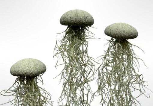 Set van drie Jellyfish luchtplantjes met Alfonso zee-egels en Spaans mos.
