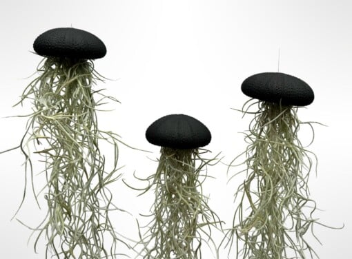 Set van drie Jellyfish luchtplantjes met Alfonso zee-egels en Spaans mos.