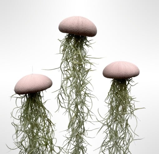 Set van drie Jellyfish luchtplantjes met Alfonso zee-egels en Spaans mos.