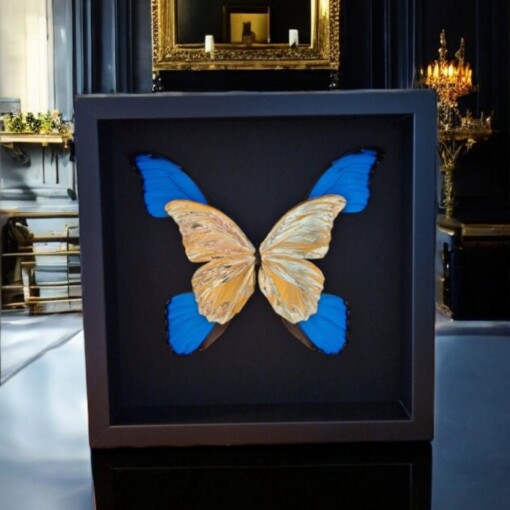 Echte morpho vlinders, opgezet en verguld met 23ct goud - taxidermie kunstwerk in lijst