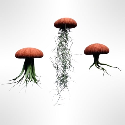 Set van drie Jellyfish luchtplantjes met Alfonso zee-egels verschillende Tillandsia's