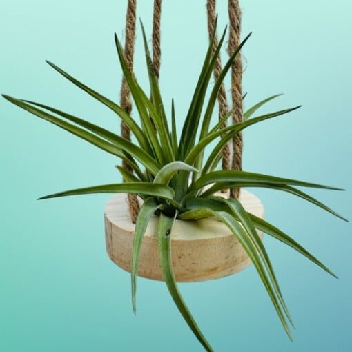Houten hangertje met een Tillandsia Brachycaulos Abdita