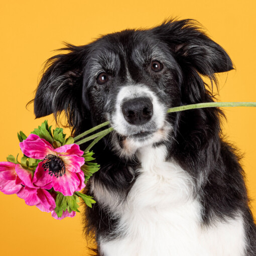 Algemene kaart met Border Collie