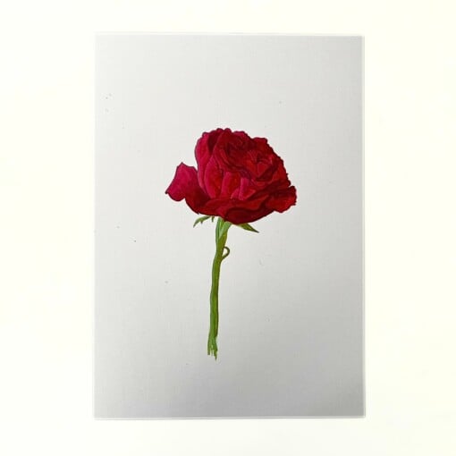 Kunstprint 'Rode roos'