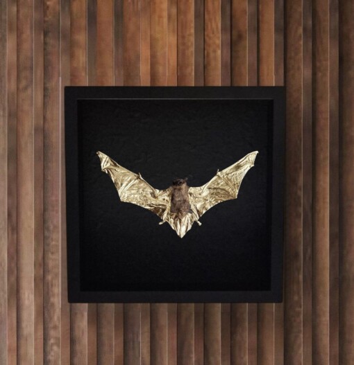 Echte vleermuis, opgezet en  verguld met 23ct goud - taxidermie kunstwerk in lijst