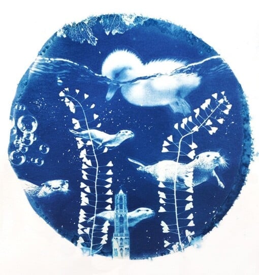 Cyanotype negatieven: eendjes / splish splash