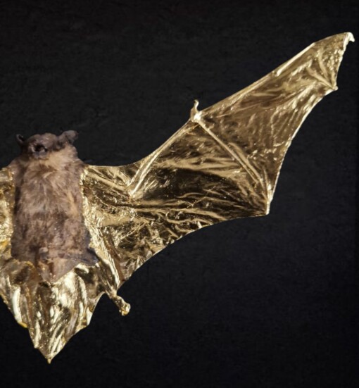Echte vleermuis, opgezet en  verguld met 23ct goud - taxidermie kunstwerk in lijst