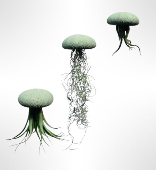 Set van drie Jellyfish luchtplantjes met Alfonso zee-egels verschillende Tillandsia's
