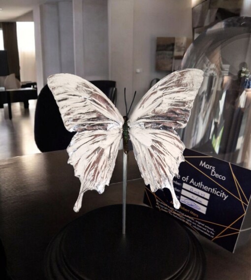 Echte papilio vlinder, opgezet en verguld met zilver - taxidermie kunstwerk onder glazen dome