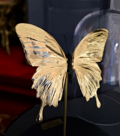 Echte papilio vlinder, opgezet en verguld met 23ct goud - taxidermie kunstwerk onder glazen dome