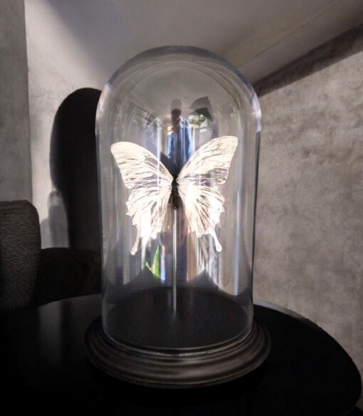 Echte papilio vlinder, opgezet en verguld met zilver - taxidermie kunstwerk onder glazen dome