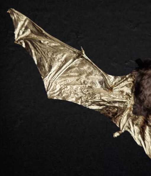 Echte vleermuis, opgezet en  verguld met 23ct goud - taxidermie kunstwerk in lijst