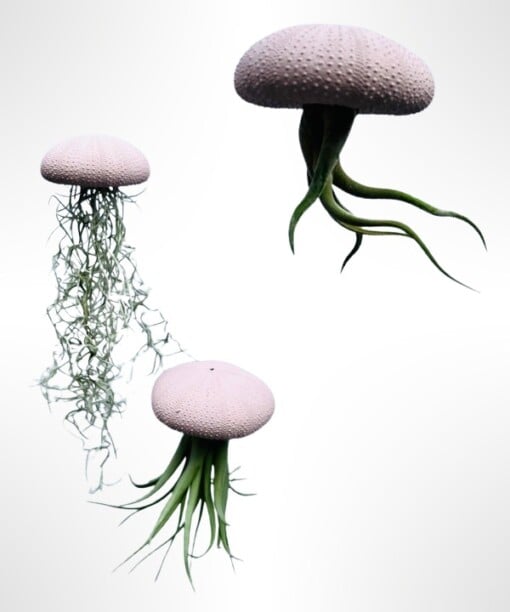 Set van drie Jellyfish luchtplantjes met Alfonso zee-egels verschillende Tillandsia's