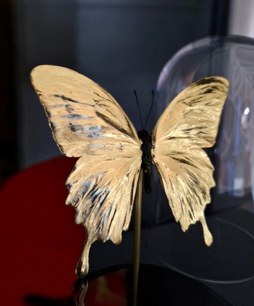 Echte papilio vlinder, opgezet en verguld met 23ct goud - taxidermie kunstwerk onder glazen dome