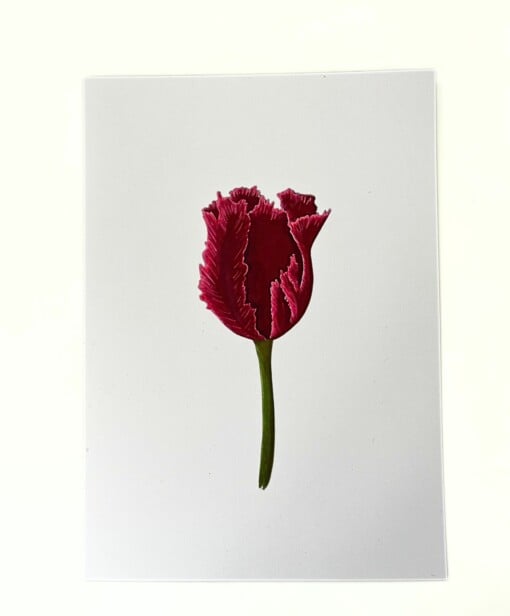 Kunstprint 'Rode tulp'