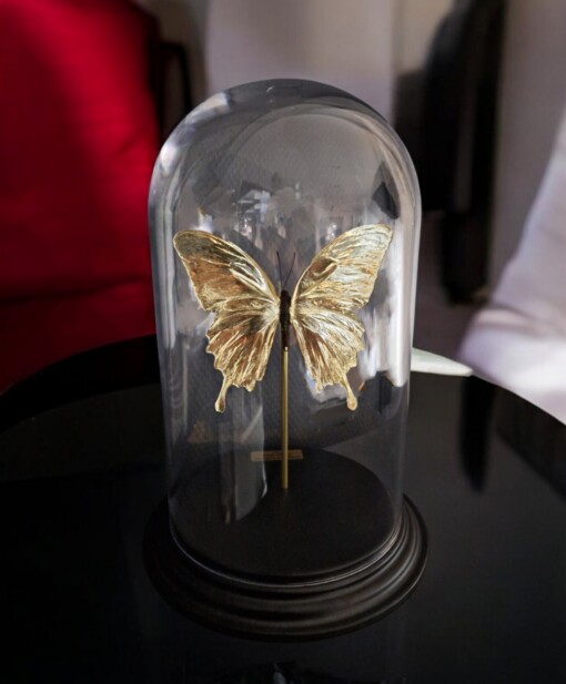 Echte papilio vlinder, opgezet en verguld met 23ct goud - taxidermie kunstwerk onder glazen dome