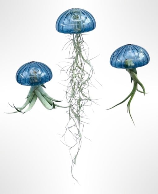 Een prachtige Jellyfish luchtplant met een "zee-egel" van écht glas!