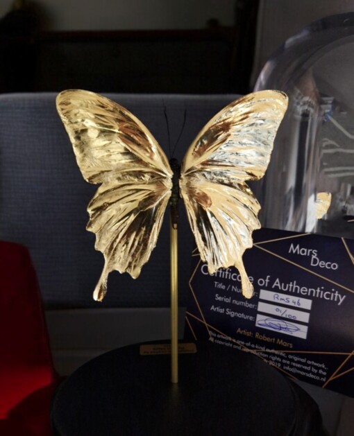 Echte papilio vlinder, opgezet en verguld met 23ct goud - taxidermie kunstwerk onder glazen dome