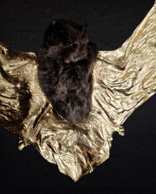Echte vleermuis, opgezet en  verguld met 23ct goud - taxidermie kunstwerk in lijst