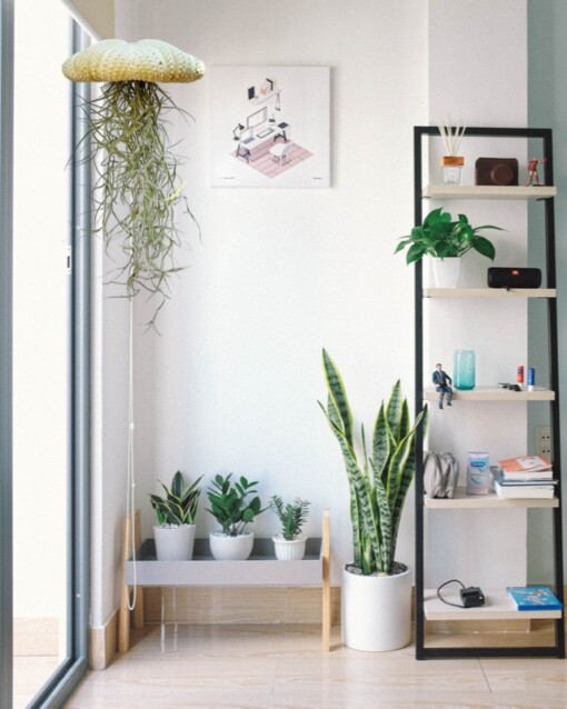 Reuze Jellyfish luchtplant met Spaans mos