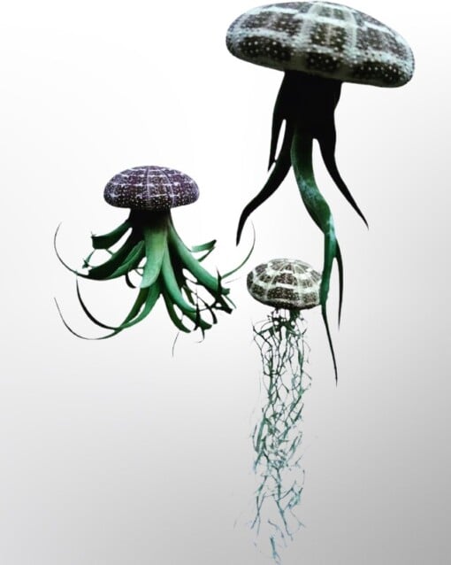 Set van drie Jellyfish luchtplantjes met Alfonso zee-egels verschillende Tillandsia's