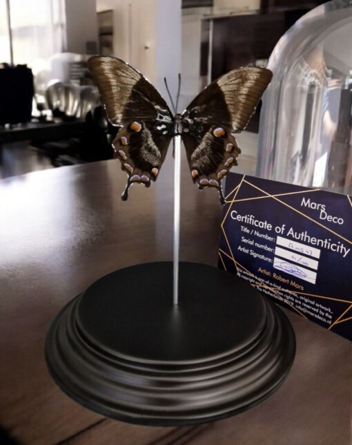 Echte papilio vlinder, opgezet en verguld met zilver - taxidermie kunstwerk onder glazen dome