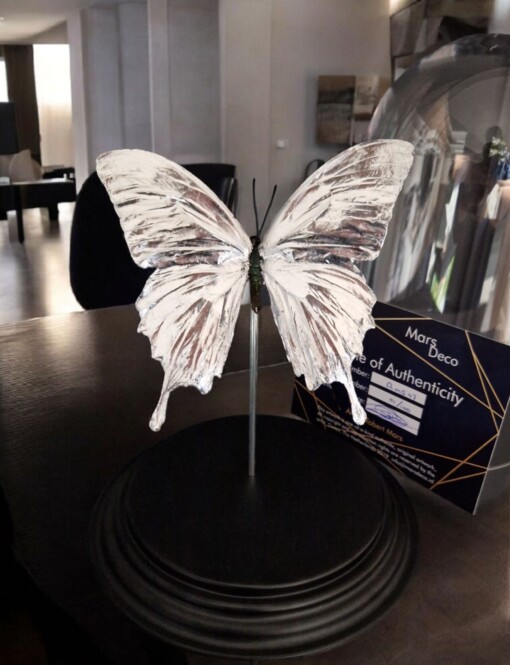 Echte papilio vlinder, opgezet en verguld met zilver - taxidermie kunstwerk onder glazen dome