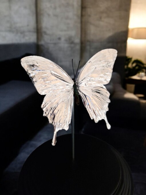 Echte papilio vlinder, opgezet en verguld met zilver - taxidermie kunstwerk onder glazen dome