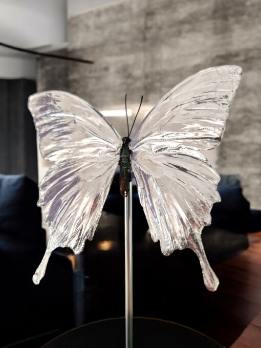 Echte papilio vlinder, opgezet en verguld met zilver - taxidermie kunstwerk onder glazen dome