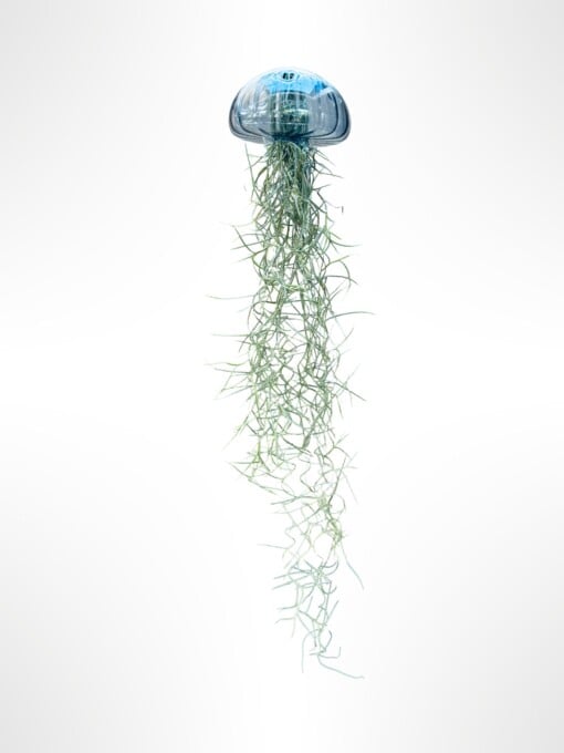 Een prachtige Jellyfish luchtplant met een "zee-egel" van écht glas!