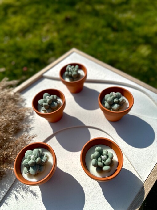 Succulent Glow